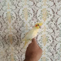 جوجه عروس هلندی دو سر لوتینو