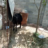 بره قوچی افشار یک ساله