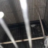 فنچ