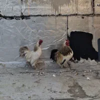 خروس|حیوانات مزرعه|شیراز, فخرآباد (دروازه کازرون)|دیوار