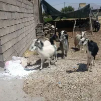 تیربز چاق