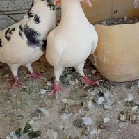 کفتر  معاوضه