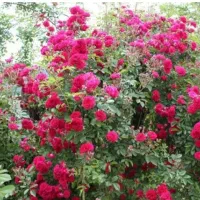 گل محمدی|گل و گیاه طبیعی|مرند, |دیوار