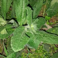 گلگاوزبان تازه