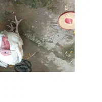 بوقلمون گوشتی