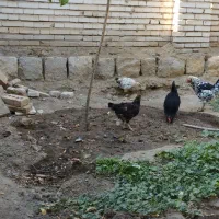 جوجه و مرغ گلین . مرند