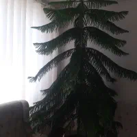 فروش کاج طبقاتی