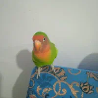 طوطی برزیلی