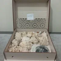 صدف و حلزون دریایی