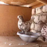 کبوتر
