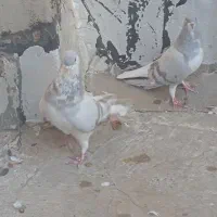 کبوتر|پرنده|شیراز, شاپورجان|دیوار