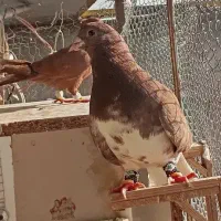 کفتر نشون  خوشگل