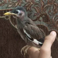 جوجه مینا