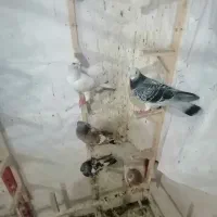 کبوتر کرمونی و طوقی هفرنگ