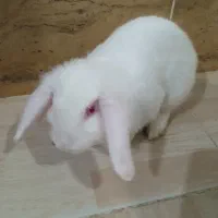 خرگوش لوپ پشمالو