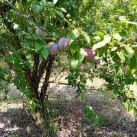 آلو|عمده‌فروشی|پارس‌آباد, |دیوار