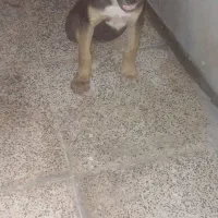 سگ دوبرمن نر