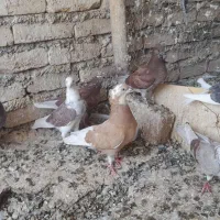 کبوتر پرشی
