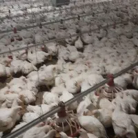 گارگر مرغداری با خانواده