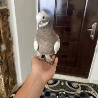 ی جفت طوقی با ی نر سرور
