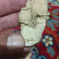 فسیل قارچ چندمیلیون ساله نایاب وتک|کلکسیون اشیاء عتیقه|شیراز, بازار|دیوار
