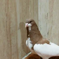 چهار تا نر