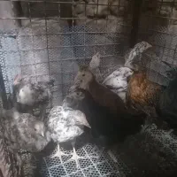 جوجه رسمی (۲۰روزه)