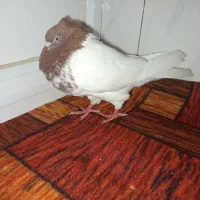 فروش کبوتر کله سرخ