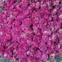 فروش گل محمدی