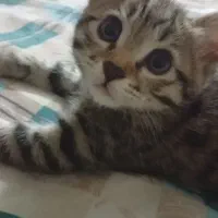 گربه نژاد دار