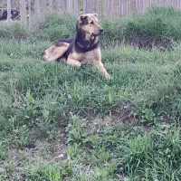 ماده اصل عراقی نژاد دار