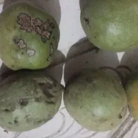خریدار گردو دانی