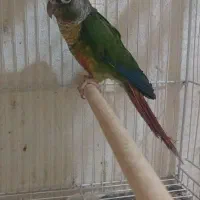 گرینچیک و عروس هلندی
