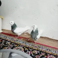 جفت طوقی سرور بلند و یکی طوطی آوازه خوان