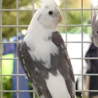 عروس هلندی گم شده