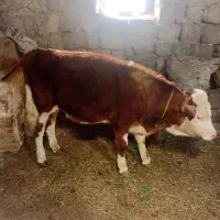 گوساله نر سیمنتال