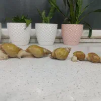 حلزون اچاتینا