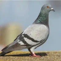 یک کبوتر پیداشده