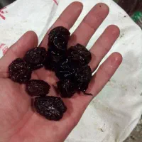 الوخورشتی ملایر