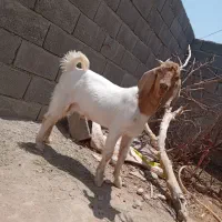تروشت چاق