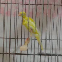قناری یسرجیبر