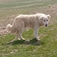 یک سگ قدیرجونی