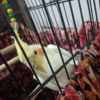 عروس هلندی