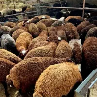 فروش مستقیم گوسفند گوشتی ازدامداری کیفیت تضمینی