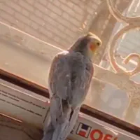 عروس هلندی گم شده