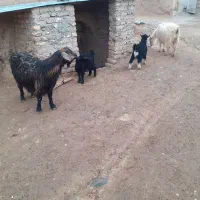دو راس بز بی شاخ