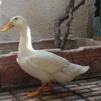 اردک