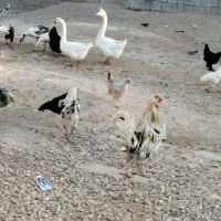 بوقلمون قوغازمرغ گلین مرغ مرندی خروس جوجه