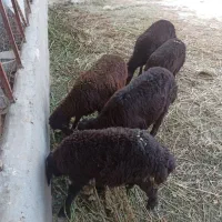 ۵ عدد بره نر برای نگهداری و پرواری