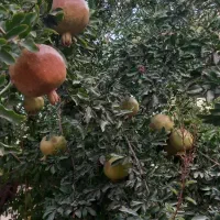 فروش ویلا تک واحد مخصوص عروس داماد